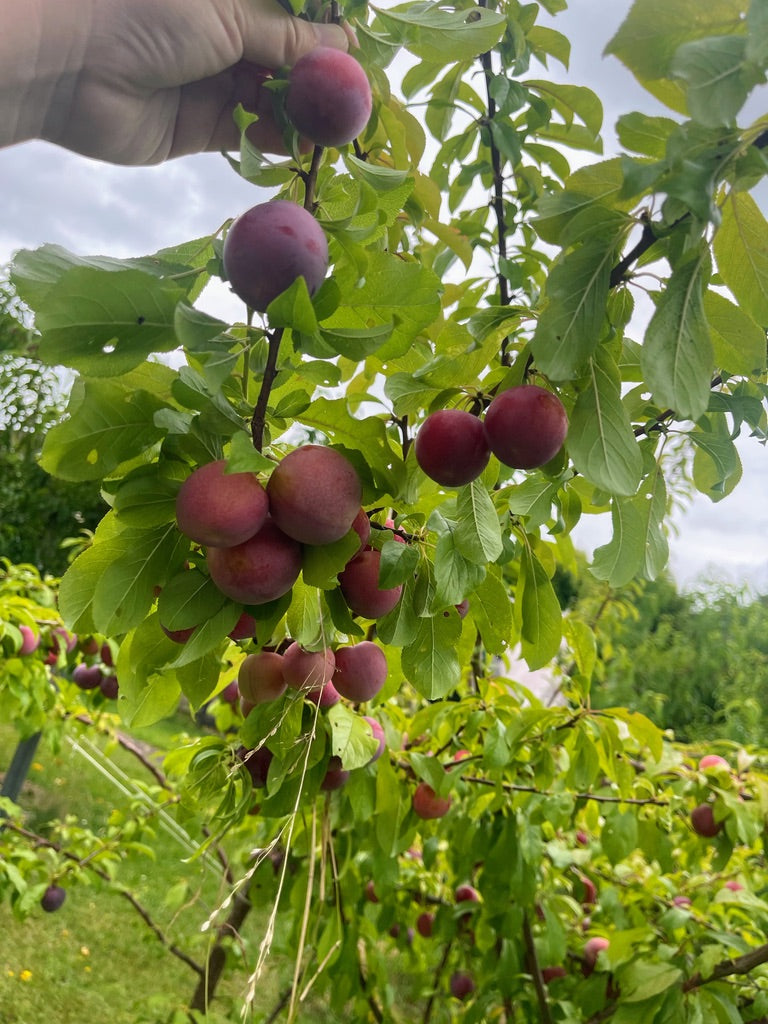 ✍️ Blog Part 3: A Garden, a Degree, and a New Beginning